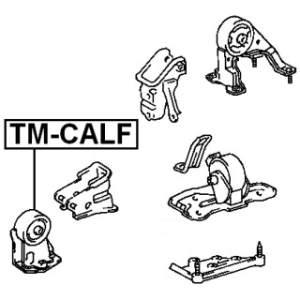 tm-calf-3.jpg